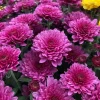 Pink Mum Live Plant - Hardy Perennial Chrysanthemum, 4-6 Inch Tall - Image 1