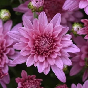 Pink Mum Live Plant - Hardy Perennial Chrysanthemum, 4-6 Inch Tall - Image 4