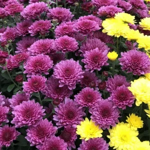 Pink Mum Live Plant - Hardy Perennial Chrysanthemum, 4-6 Inch Tall - Image 5