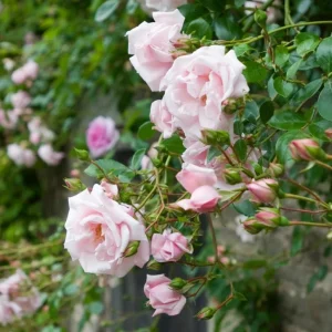 Pink New Dawn Climbing Rose Live Plant - Fragrant Bush, 4-7 Inch Tall, Outdoor - Image 2