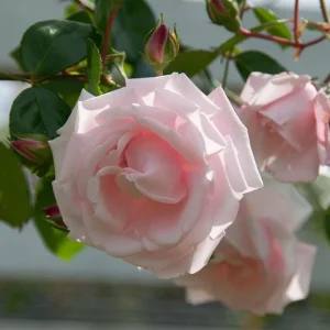 Pink New Dawn Climbing Rose Live Plant - Fragrant Bush, 4-7 Inch Tall, Outdoor - Image 4