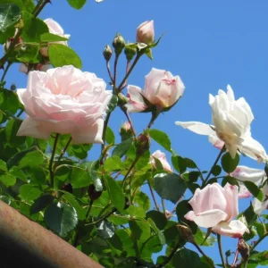 Pink New Dawn Climbing Rose Live Plant - Fragrant Bush, 4-7 Inch Tall, Outdoor - Image 5