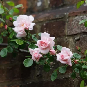 Pink New Dawn Climbing Rose Live Plant - Fragrant Bush, 4-7 Inch Tall, Outdoor - Image 6