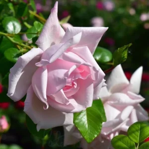 Pink New Dawn Climbing Rose Live Plant - Fragrant Bush, 4-7 Inch Tall, Outdoor - Image 7