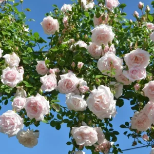 Pink New Dawn Climbing Rose Live Plant - Fragrant Bush, 4-7 Inch Tall, Outdoor - Image 8