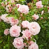 Pink New Dawn Climbing Rose Live Plant - Fragrant Bush, 4-7 Inch Tall, Outdoor - Image 1