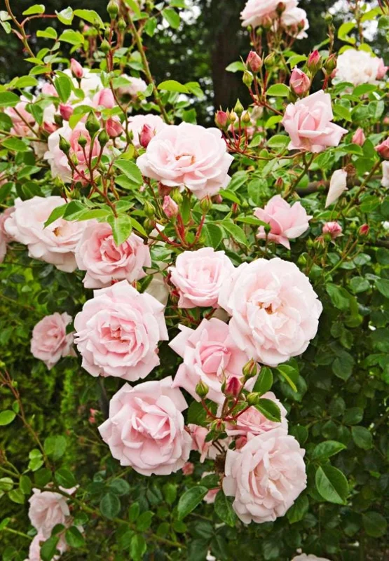 Pink New Dawn Climbing Rose Live Plant - Fragrant Bush, 4-7 Inch Tall, Outdoor - Image 1