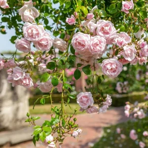 Pink New Dawn Climbing Rose Plant - Fragrant Double Rose Bush, Live Starter 5-7 Inch Tall, Outdoor - Image 2