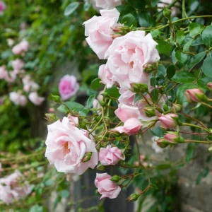 Pink New Dawn Climbing Rose Plant - Fragrant Double Rose Bush, Live Starter 5-7 Inch Tall, Outdoor - Image 3