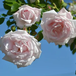 Pink New Dawn Climbing Rose Plant - Fragrant Double Rose Bush, Live Starter 5-7 Inch Tall, Outdoor - Image 4