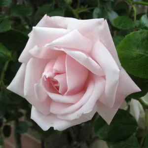 Pink New Dawn Climbing Rose Plant - Fragrant Double Rose Bush, Live Starter 5-7 Inch Tall, Outdoor - Image 5