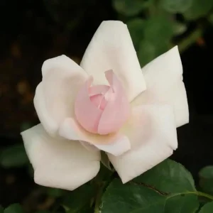 Pink New Dawn Climbing Rose Plant - Fragrant Double Rose Bush, Live Starter 5-7 Inch Tall, Outdoor - Image 6