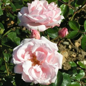 Pink New Dawn Climbing Rose Plant - Fragrant Double Rose Bush, Live Starter 5-7 Inch Tall, Outdoor - Image 7