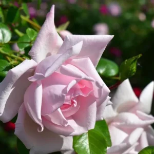 Pink New Dawn Climbing Rose Plant - Fragrant Double Rose Bush, Live Starter 5-7 Inch Tall, Outdoor - Image 8