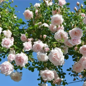 Pink New Dawn Climbing Rose Plant - Fragrant Double Rose Bush, Live Starter 5-7 Inch Tall, Outdoor - Image 1