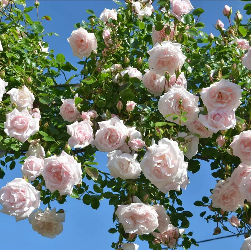 Pink New Dawn Climbing Rose Plant - Fragrant Double Rose Bush, Live Starter 5-7 Inch Tall, Outdoor - Image 1