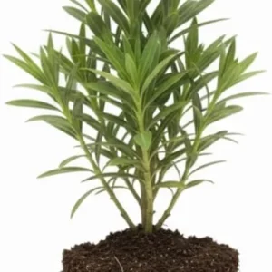 Pink Oleander Live Plant – 5 to 7 Inches Tall – Flowering Outdoor Shrub - Image 3