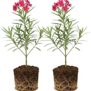 Pink Oleander Live Plants - 2-Pack, 4-8