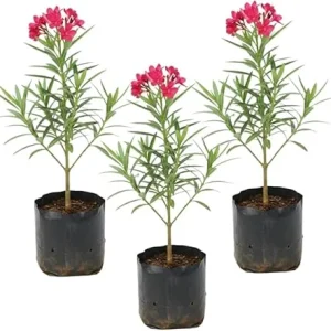 Pink Oleander Live Plants - 3 Pack, 4-7” Tall Flowering Shrub for Outdoors - Image 3