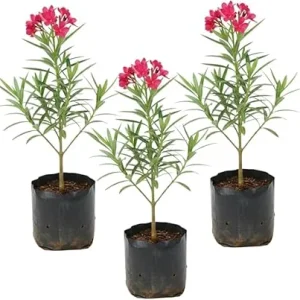 Pink Oleander Live Plants - 3 Pack, 4-7” Tall Flowering Shrub for Outdoors - Image 6