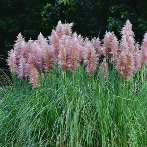 Pink Pampas Grass Live Plant - 5 to 7 Inch Tall Seedlings for Outdoor Gardening - Image 3