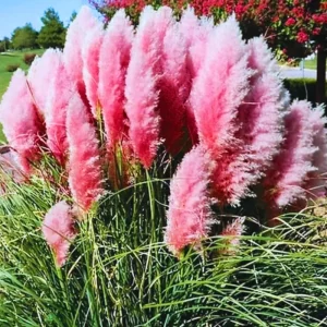 Pink Pampas Grass Live Plant Clumps – 3 Pack, 5-9 Inch Tall Ornamental Grass - Image 2