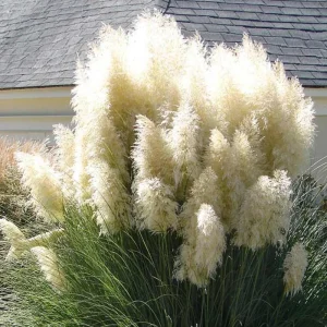Pink Pampas Grass Live Plant Clumps – 3 Pack, 5-9 Inch Tall Ornamental Grass - Image 1