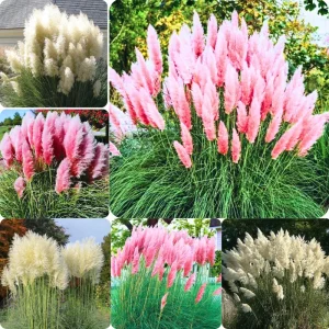 Pink Pampas Grass Live Plant Clumps – 3 Pack, 5-9 Inch Tall Ornamental Grass - Image 3