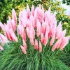 Pink Pampas Grass Live Plant – Ornamental Perennial Grass, 2-Pack, 5-9 Inch Tall - Image 1