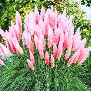 Pink Pampas Grass Live Plant – Ornamental Perennial Grass, 2-Pack, 5-9 Inch Tall - Image 2