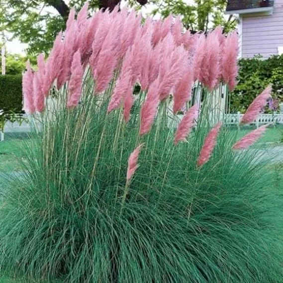 Pink Pampas Grass Live Plants - 2 Pack, 5-9" Tall Ornamental Outdoor - Image 2