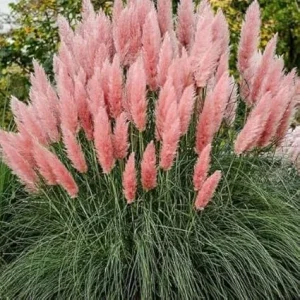 Pink Pampas Grass Live Plants - 2 Pack Ornamental Grass, Perennial, 2.5 Inch Pot - Image 3