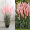 Pink Pampas Grass Live Plants, Ornamental Grass, 2 Pack, 5-7 Inches Tall, Outdoor - Image 1