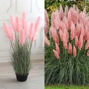 Pink Pampas Grass Live Plants, Ornamental Grass, 2 Pack, 5-7 Inches Tall, Outdoor - Image 7