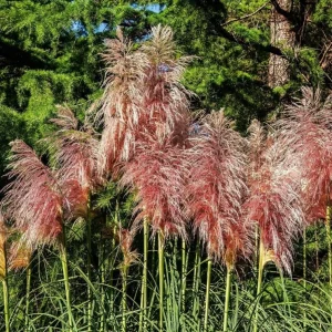Pink Pampas Grass Plant - Cortaderia Selloana Rosea Live Starter, 5-9 Inch Tall Perennial Ornamental Grass - Image 2
