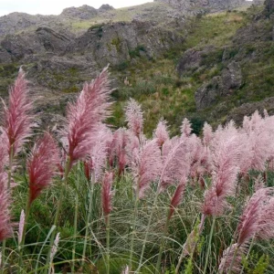 Pink Pampas Grass Plant - Cortaderia Selloana Rosea Live Starter, 5-9 Inch Tall Perennial Ornamental Grass - Image 3