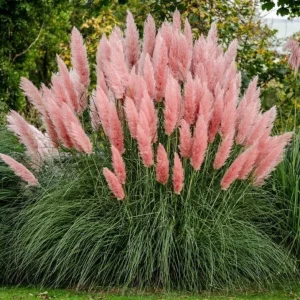 Pink Pampas Grass Plant - Cortaderia Selloana Rosea Live Starter, 5-9 Inch Tall Perennial Ornamental Grass - Image 4