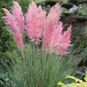 Pink Pampas Grass Plant - Cortaderia Selloana Rosea Live Starter, 5-9 Inch Tall Perennial Ornamental Grass - Image 5