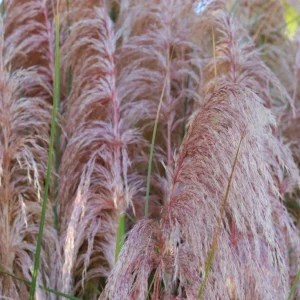 Pink Pampas Grass Plant - Cortaderia Selloana Rosea Live Starter, 5-9 Inch Tall Perennial Ornamental Grass - Image 8