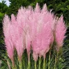 Pink Pampas Grass Plant - Cortaderia Selloana Rosea Live Starter, 5-9 Inch Tall Perennial Ornamental Grass - Image 1