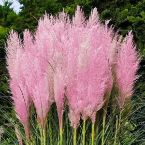 Pink Pampas Grass Plant - Cortaderia Selloana Rosea Live Starter, 5-9 Inch Tall Perennial Ornamental Grass - Image 1
