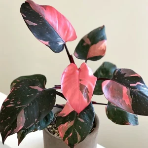 Pink Philodendron Live Plant, 4-9