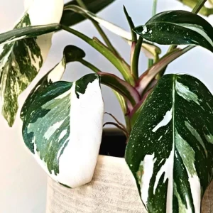 Pink Philodendron Live Plant – Rare Indoor Houseplant – 5-9 inches Tall - Image 2