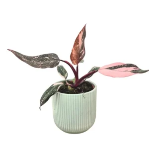 Pink Princess Philodendron Live Plant – 5-8 Inch Tall – Vibrant Variegated Houseplant - Image 4