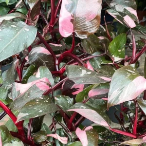 Pink Princess Philodendron Live Plant – 5-8 Inch Tall – Vibrant Variegated Houseplant - Image 5