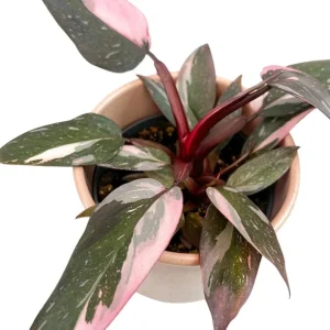 Pink Princess Philodendron Live Plant – 5-8 Inch Tall – Vibrant Variegated Houseplant - Image 6