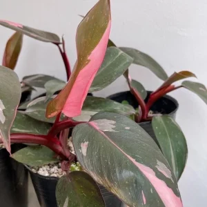 Pink Princess Philodendron Live Plant – 5-8 Inch Tall – Vibrant Variegated Houseplant - Image 7