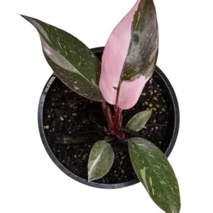 Pink Princess Philodendron Live Plant – 5-8 Inch Tall – Vibrant Variegated Houseplant - Image 8