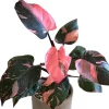 Pink Princess Philodendron Live Plant – 5-8 Inch Tall – Vibrant Variegated Houseplant - Image 1