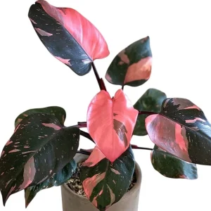 Pink Princess Philodendron Live Plant – 5-8 Inch Tall – Vibrant Variegated Houseplant - Image 1
